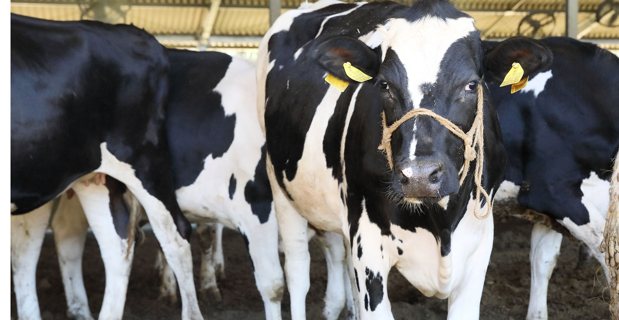 有限会社弁天牧場